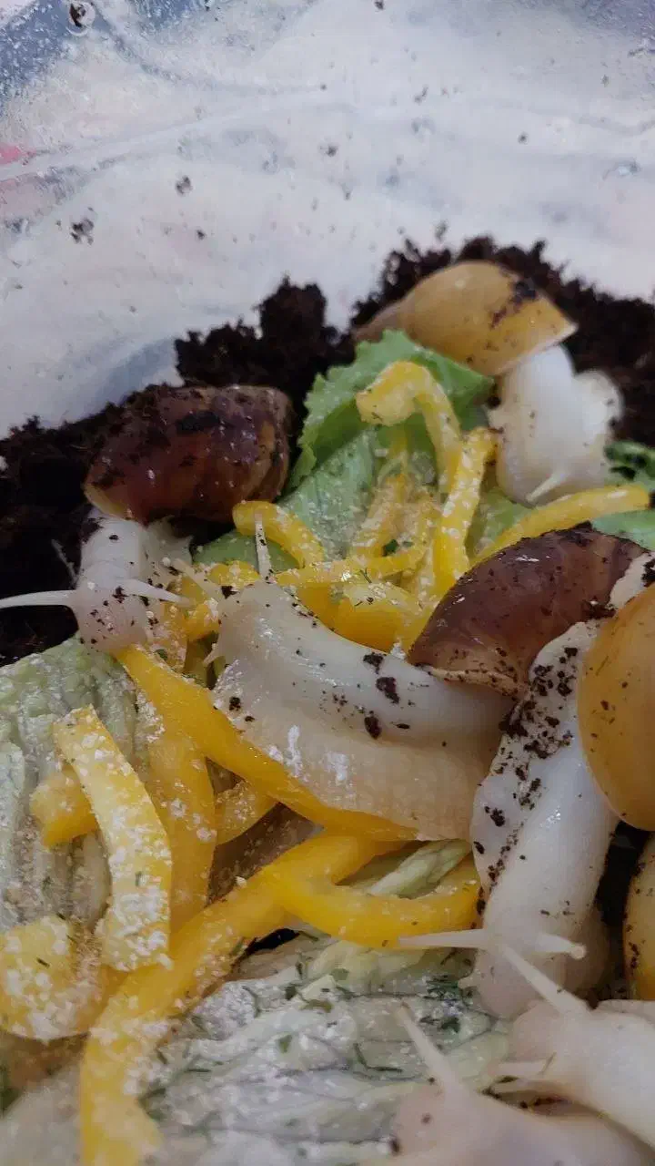 واگذاری حلزون های آچاتینا|خزنده|قم, تولید دارو و یخچال|دیوار