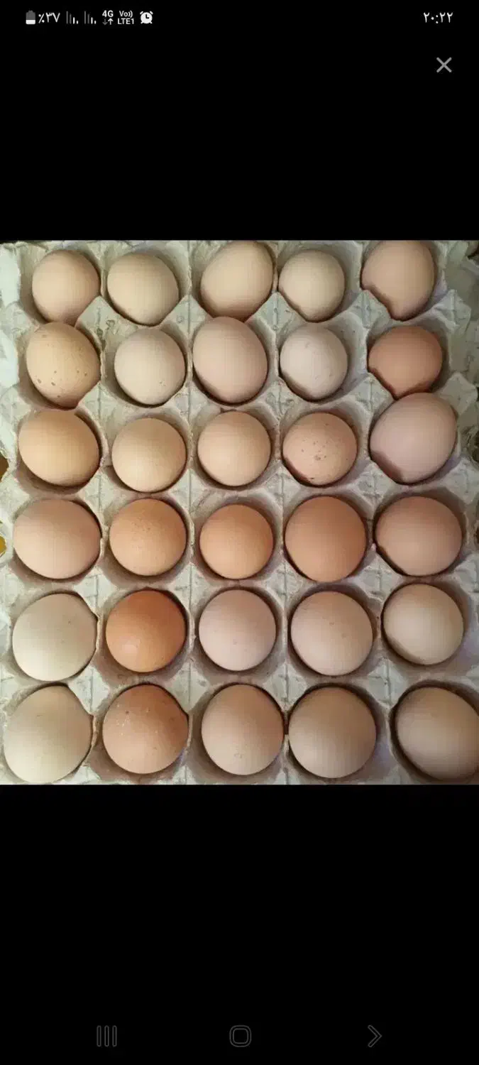 تخم مرغ محلی|خوردنی و آشامیدنی|تالش, جوکندان|دیوار