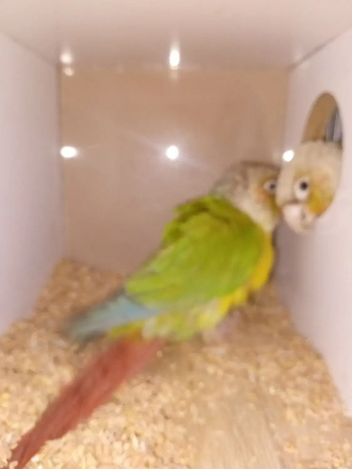 گرینچک مولد در حال تخم.در رباط کریم|پرنده|چهاردانگه (تهران), |دیوار