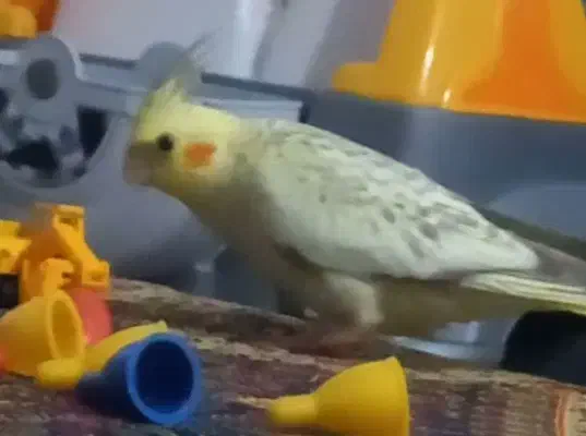 کم شده در محدوده معراج کوی امام هادی|حیوانات|بجنورد, |دیوار