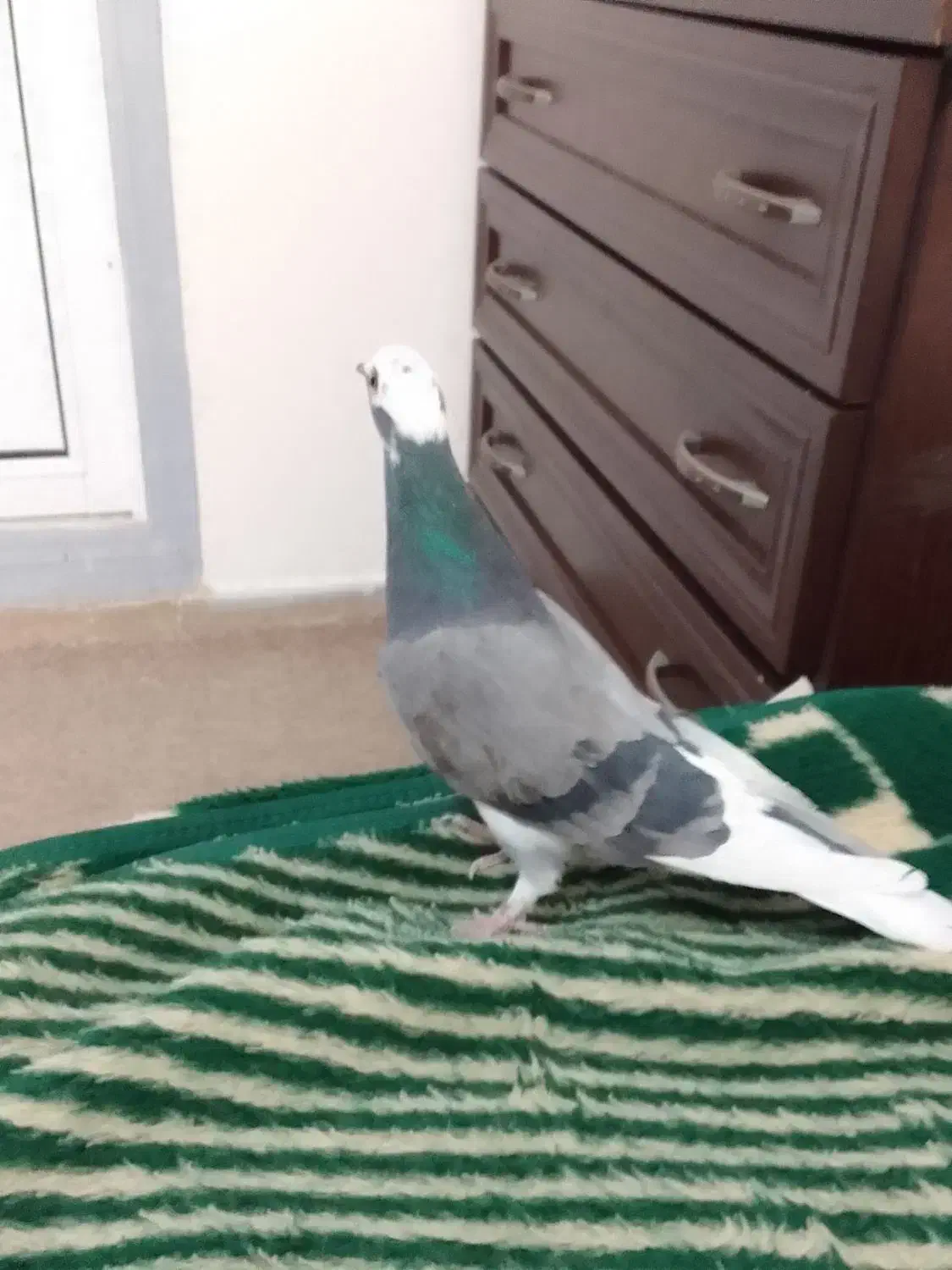 کفتر ساعتی پرش بالا|پرنده|تهران, مشیریه|دیوار