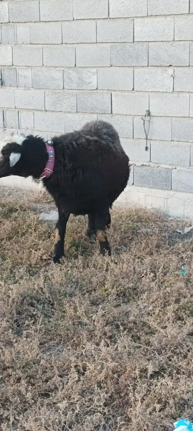 قوچ قره چال|حیوانات مزرعه|گمیشان, |دیوار