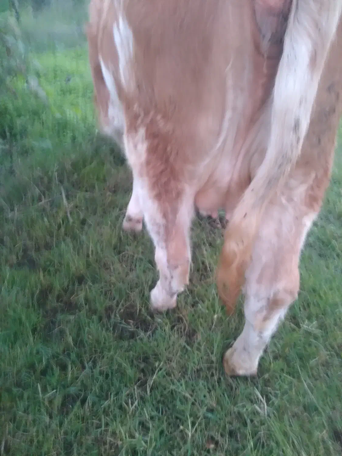 سمینتال اصیل|حیوانات مزرعه|رشت, پل تالشان|دیوار