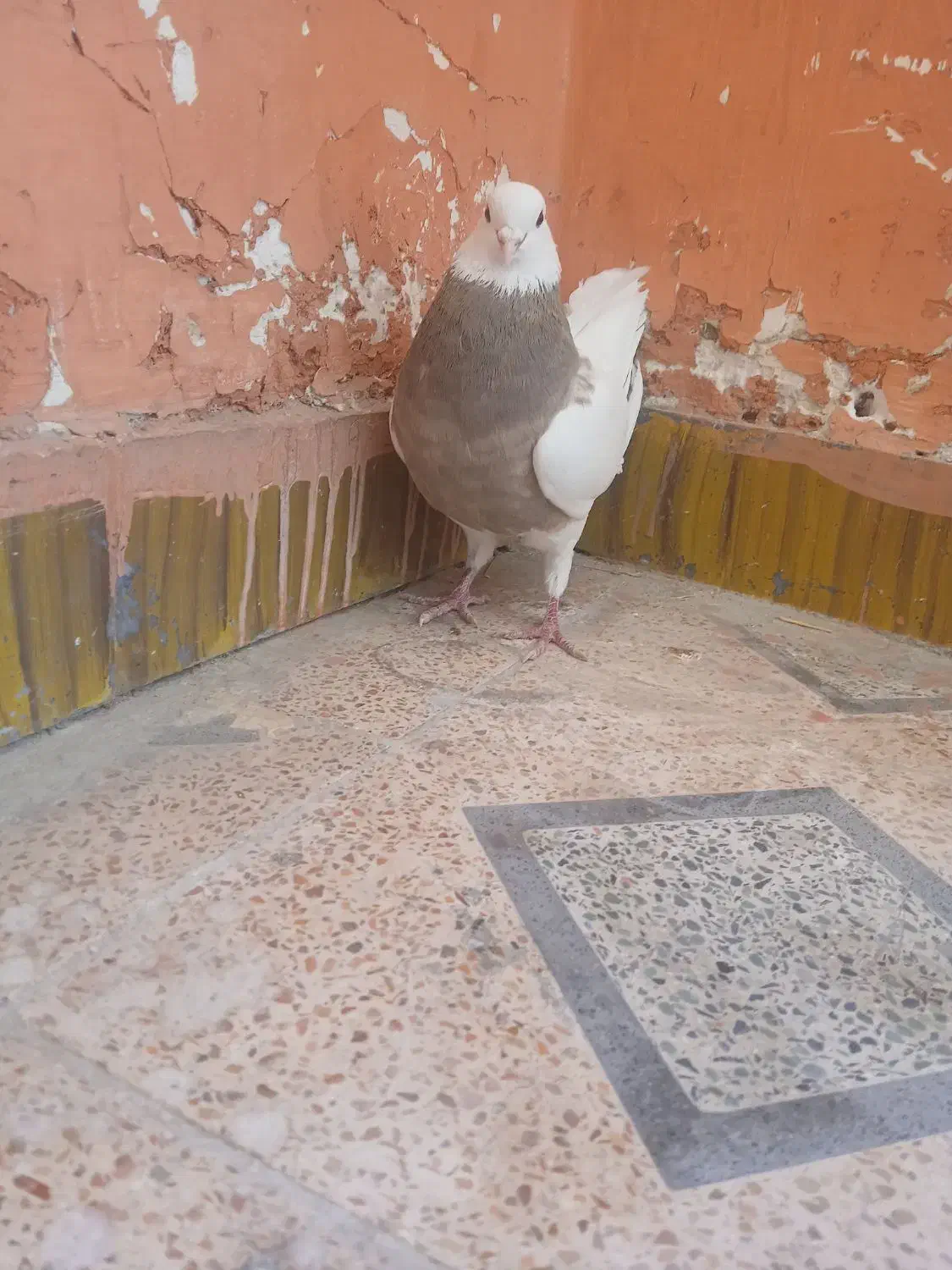 طوقی|پرنده|بهبهان, |دیوار