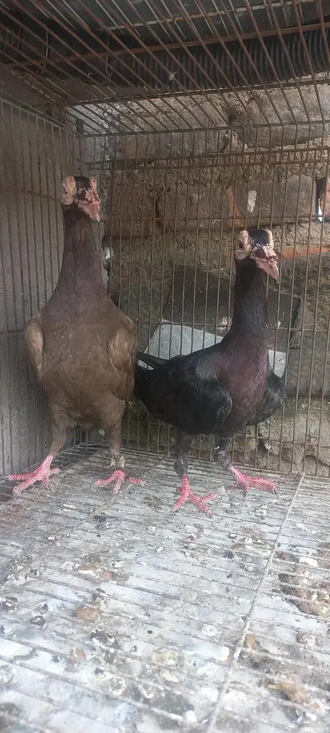 کبوتر کاریر|پرنده|گنبد کاووس, |دیوار