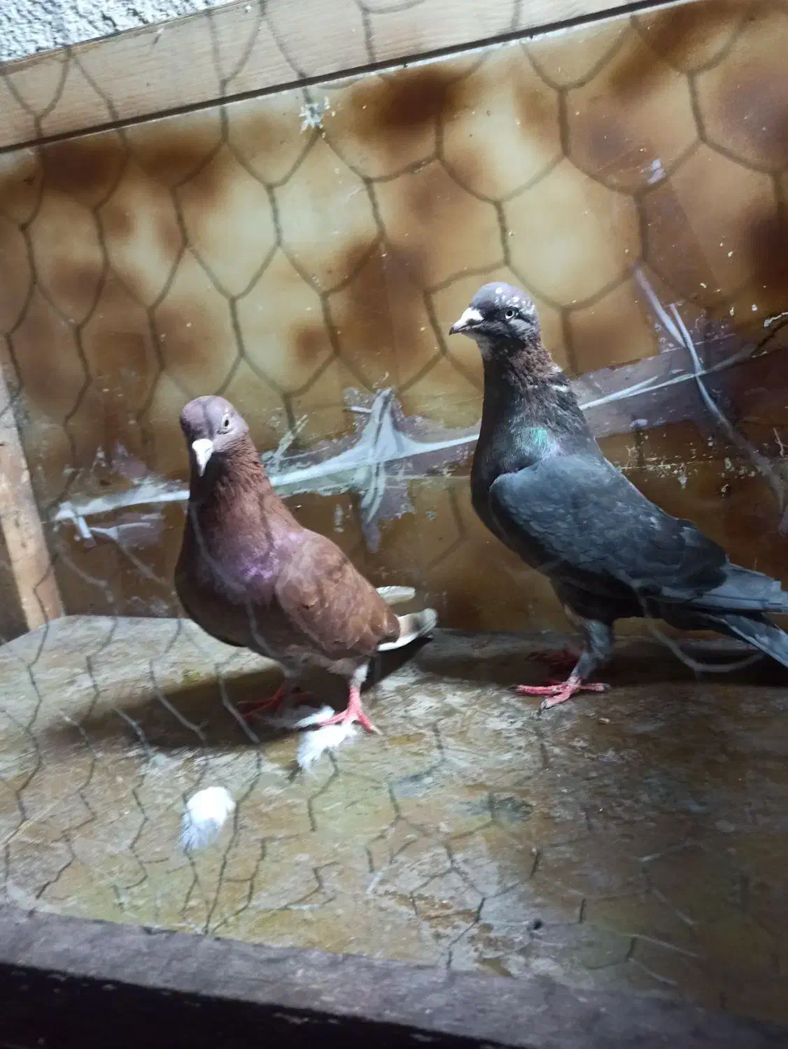 کبوتر پرشی|پرنده|رشت, شهریاران|دیوار