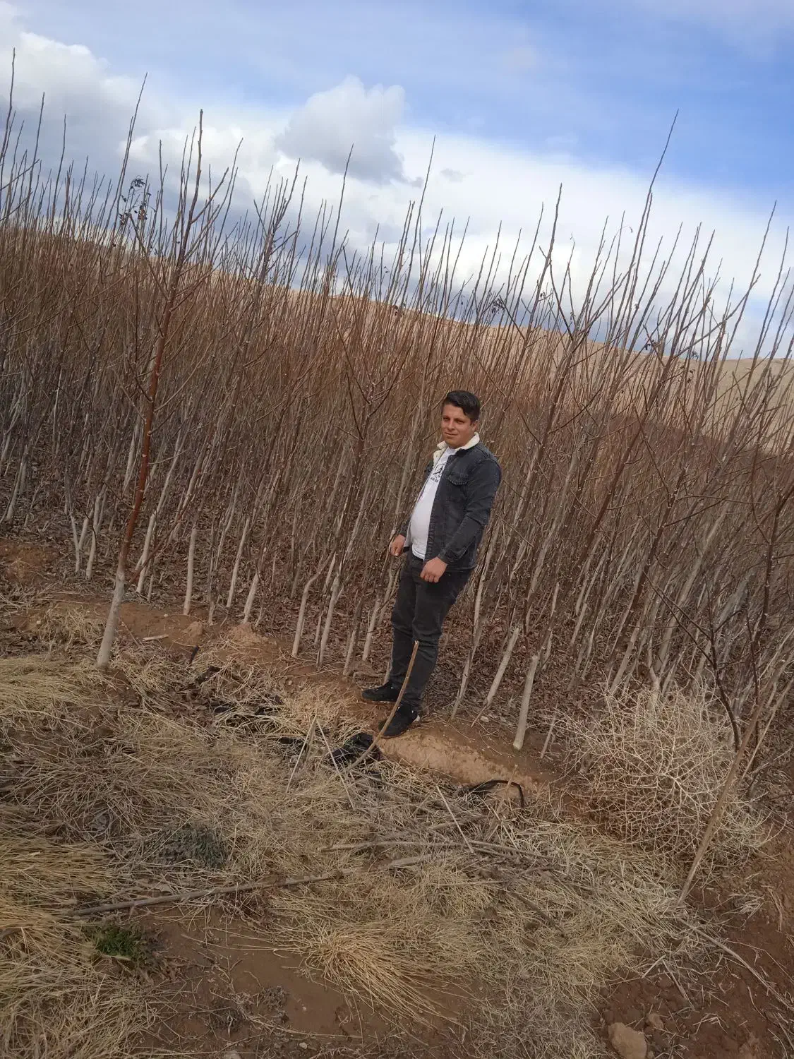 نهال فروشی تک نهال|گل و گیاه طبیعی|زنجان, |دیوار