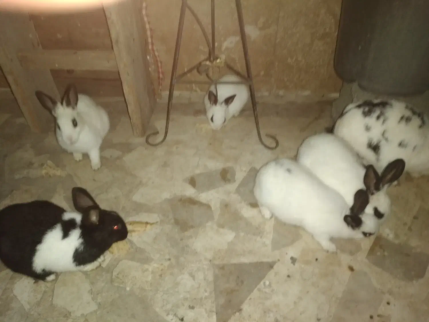 خرگوش بالغ|موش و خرگوش|رشت, ولکس|دیوار