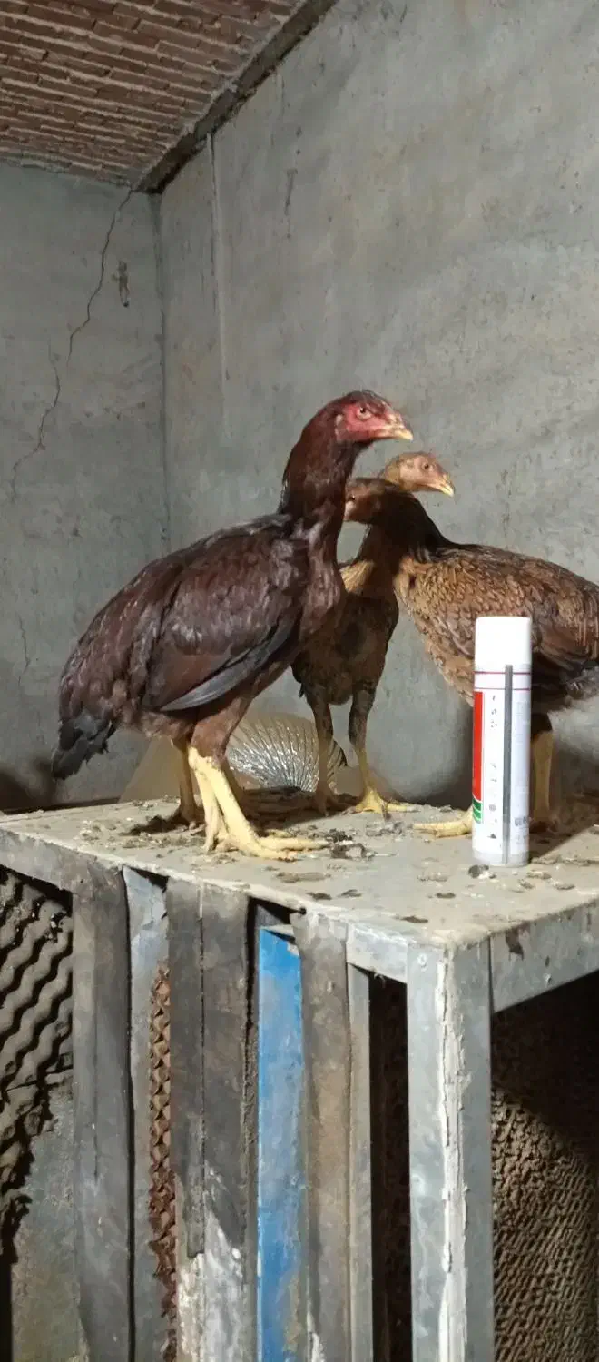 لاری|حیوانات مزرعه|محمدبار, |دیوار