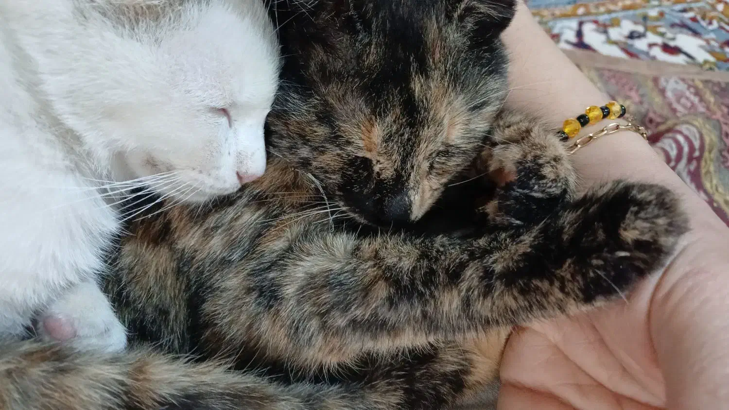 گربه ی گمشده|حیوانات|خرمشهر, |دیوار