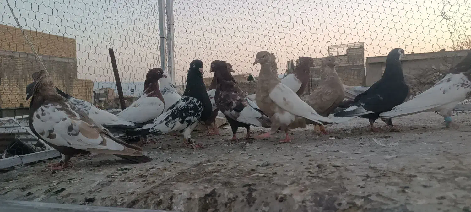 بهبهونی|پرنده|شیراز, پانصد دستگاه ارتش|دیوار