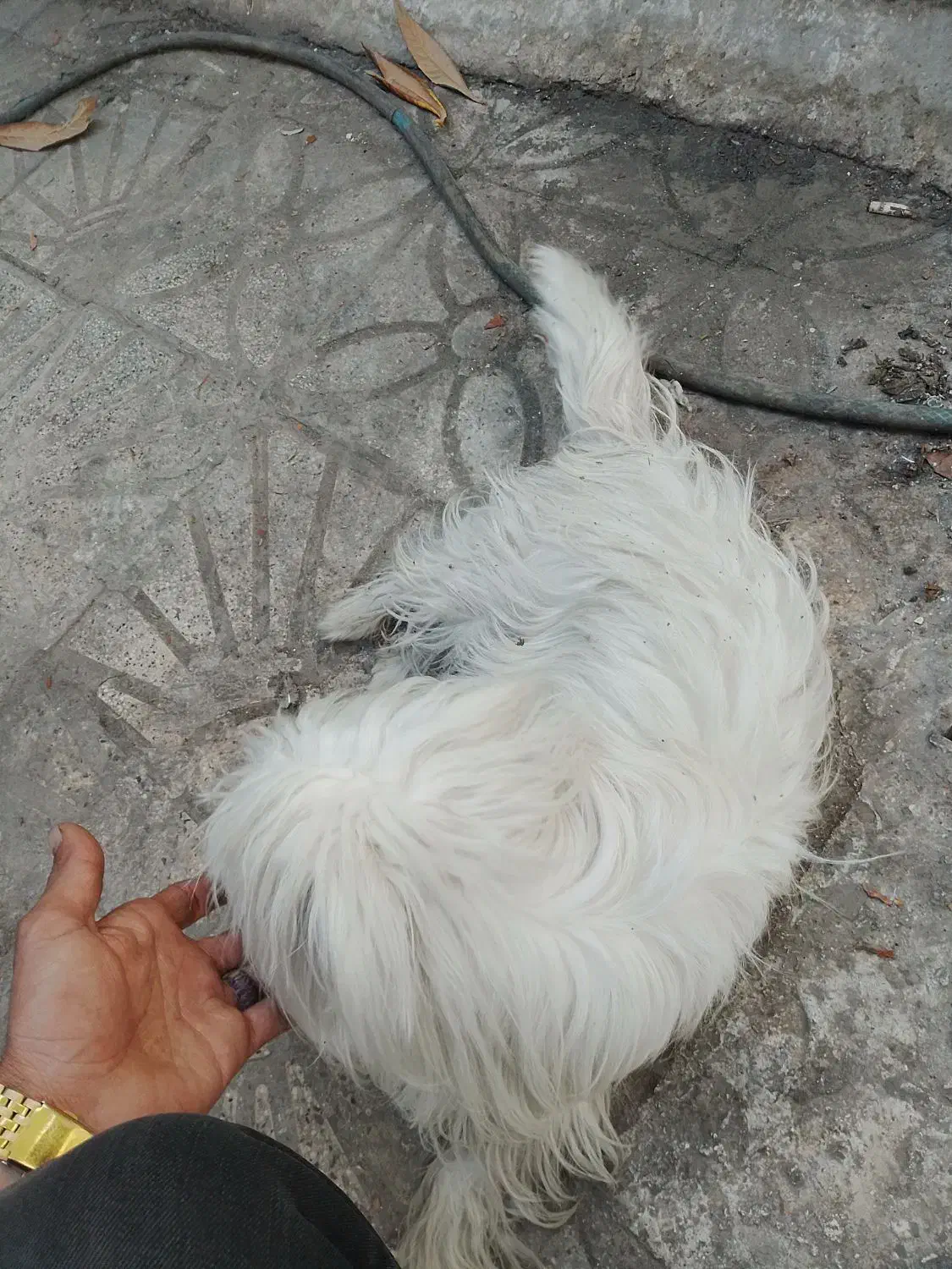 سک خانگی ب اسم لوسی|سگ|شیراز, ده پیاله|دیوار