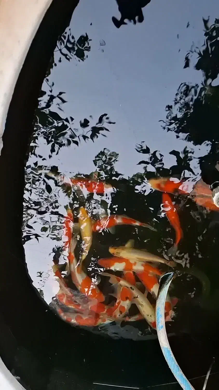 ماهی کوی|ماهی|تبریز, |دیوار