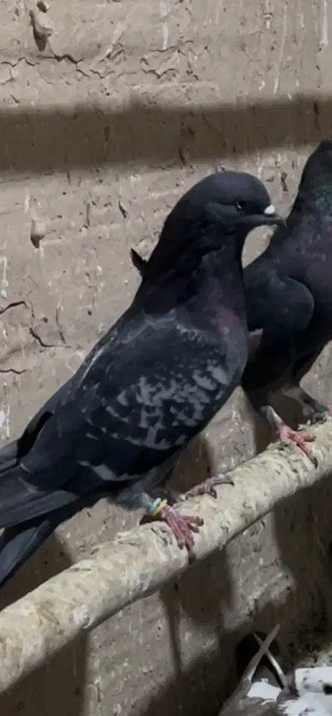 یک ماه هست گم شده|پرنده|قم, شاه ابراهیم|دیوار