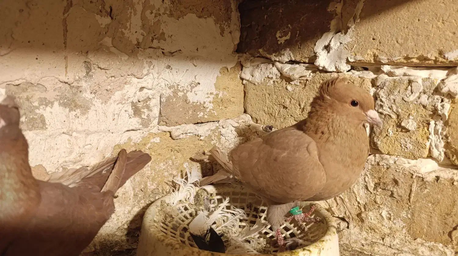 کفتر زرد کرمونی. کرمانی  کاکلی  ماده|پرنده|طرقبه, |دیوار