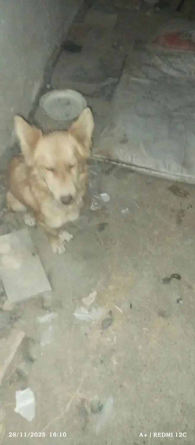 فعالیتهای اجتمایی سگهاپیداشده|حیوانات|سبزوار, ایزی شهر|دیوار