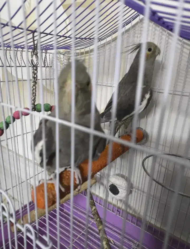 ۴ عدد عروس هلندی  سالم به شرط|پرنده|شهریار, شهرک امیریه|دیوار