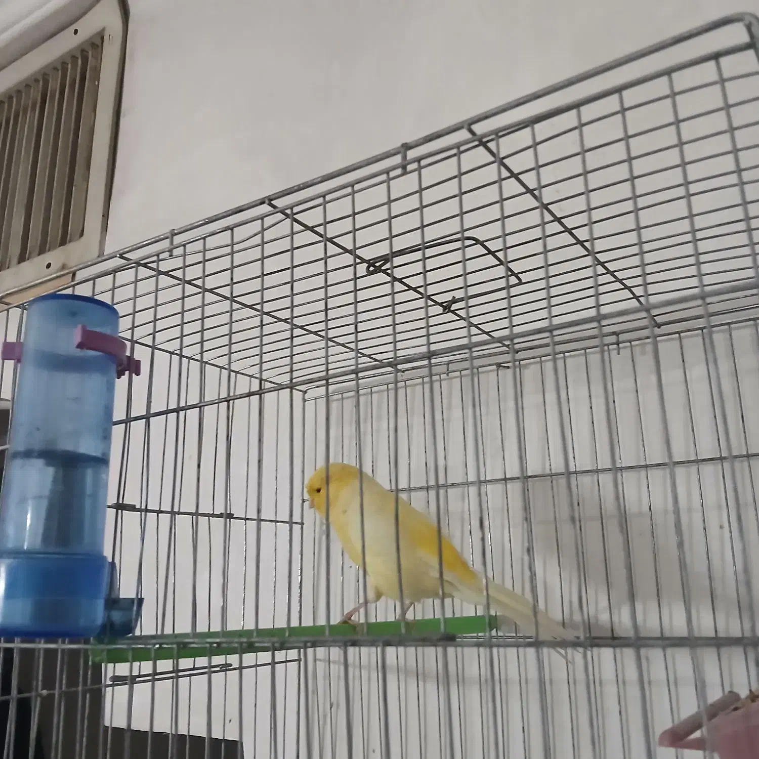 قناری رسمی|پرنده|دلیجان, |دیوار