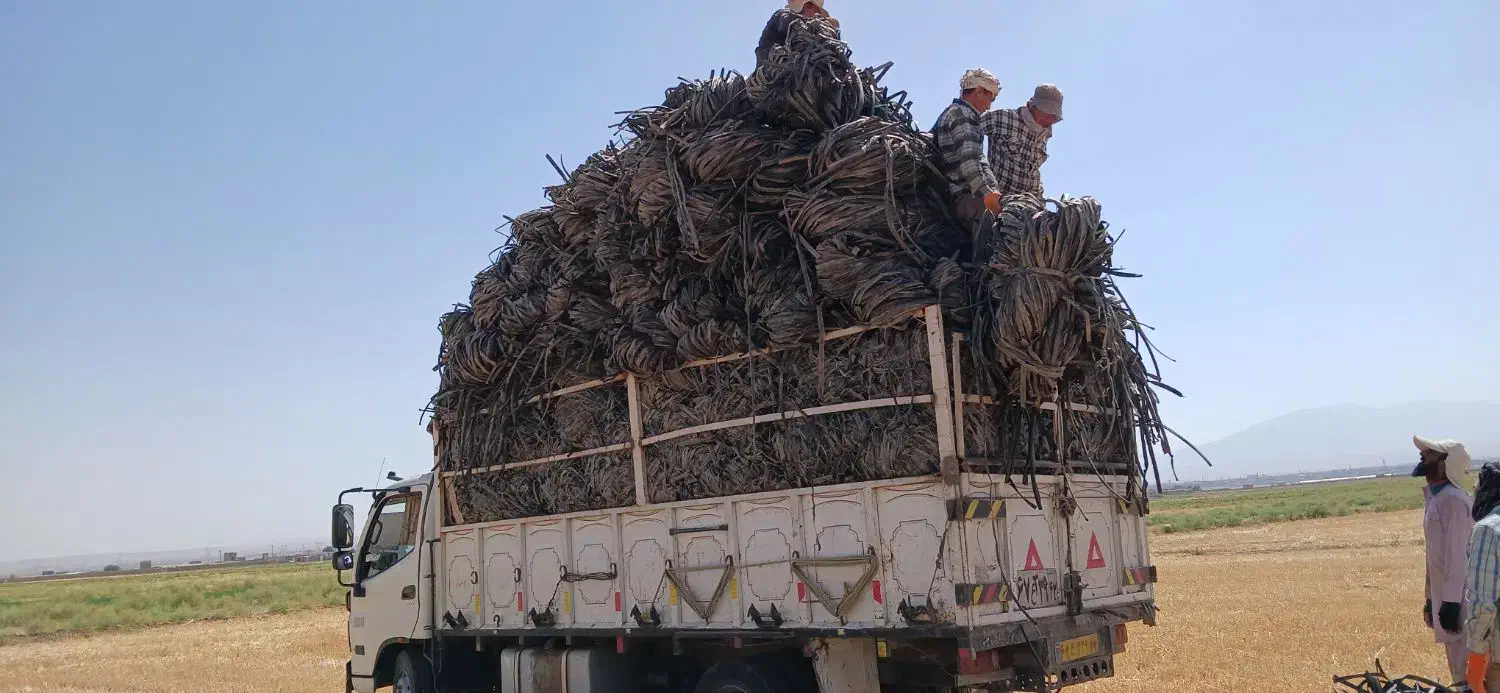 گروه کارگران مخلص|خدمات باغبانی و درختکاری|تربت جام, میان جام|دیوار