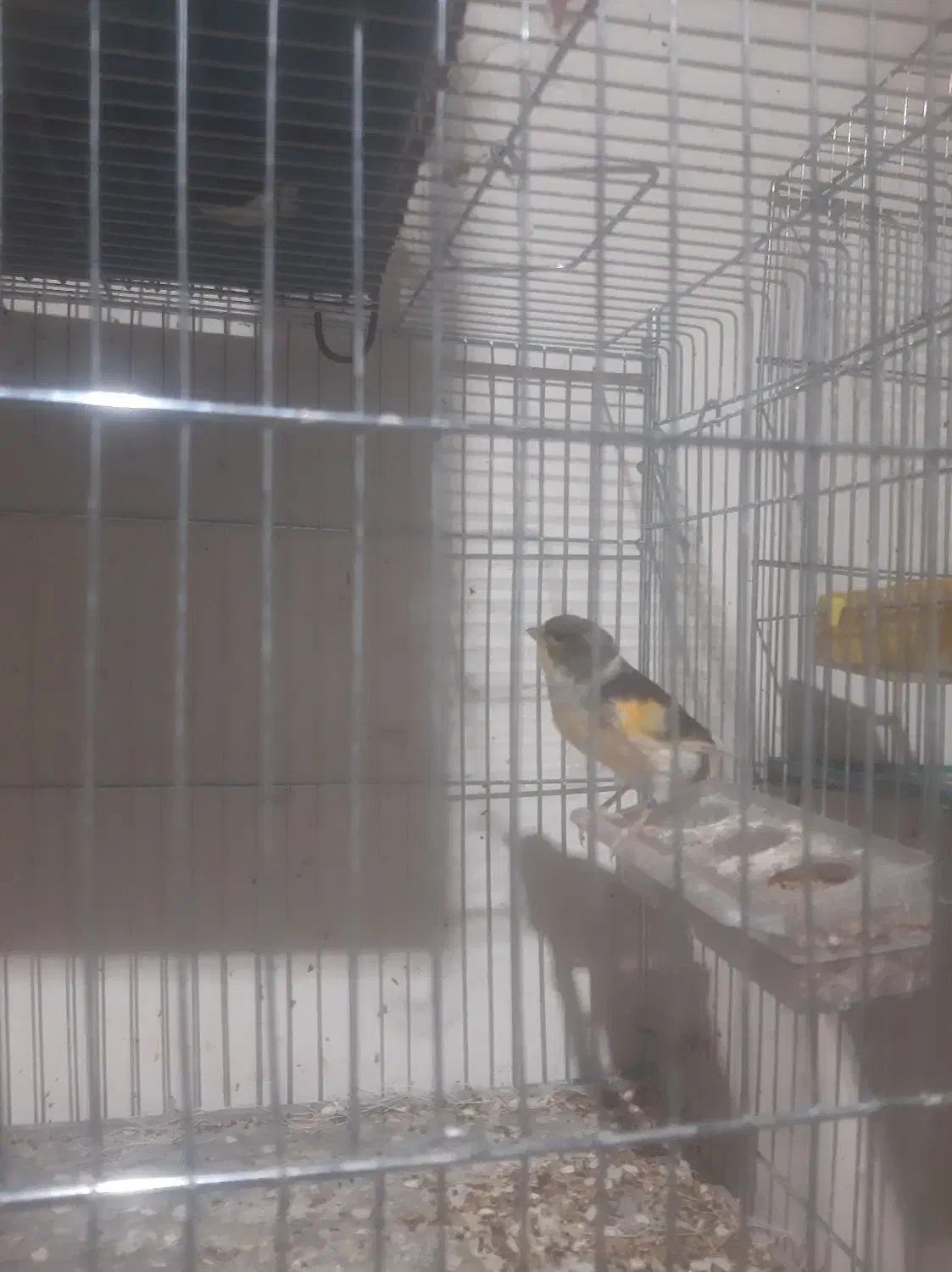 سلام .یک عدد قناری نر جوان خوی|پرنده|خمینیشهر, |دیوار