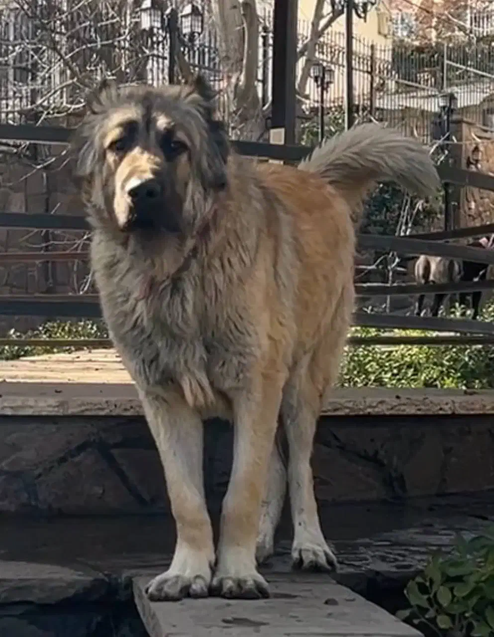 واگذاری سگ سرابی|سگ|دماوند, دماوند|دیوار