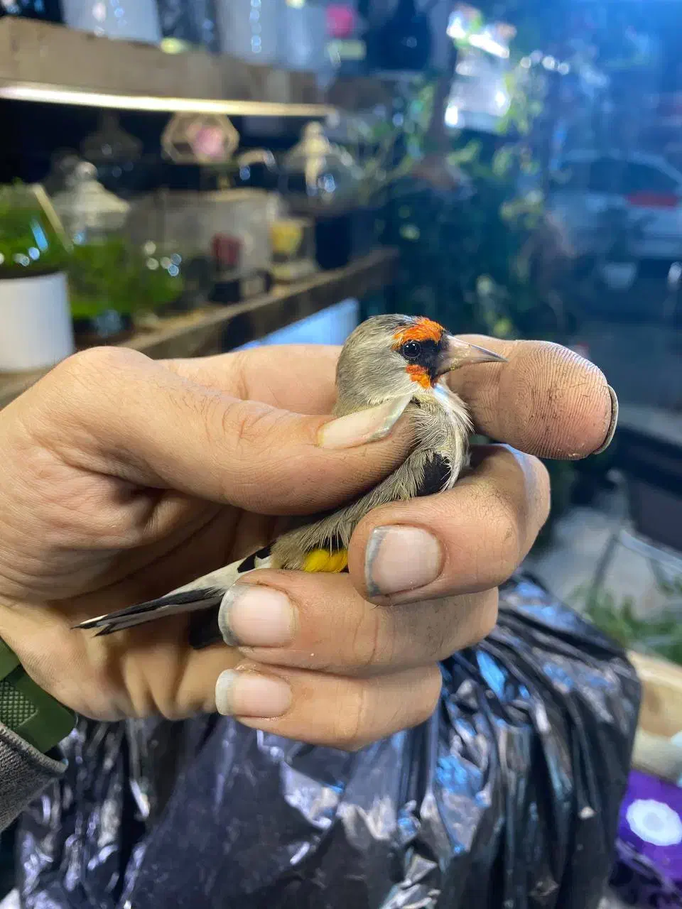 سهره رسمی دهن دار|پرنده|گرگان, |دیوار