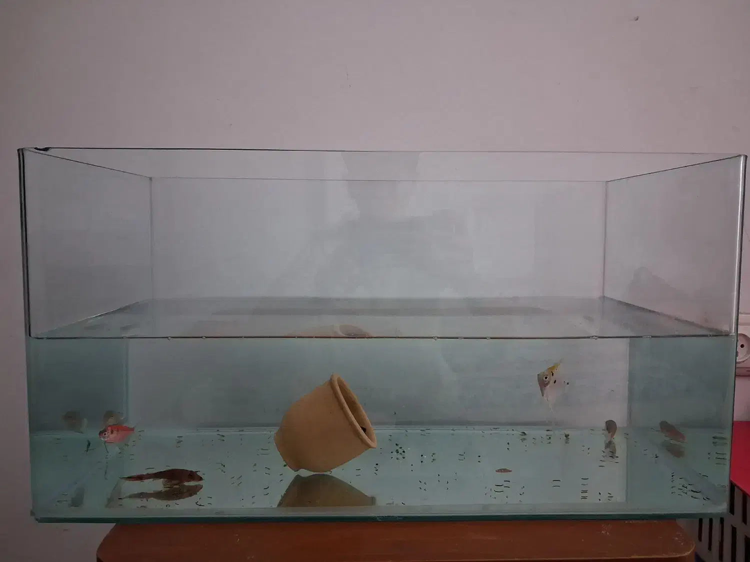 اکواریم شیشه خم|ماهی|قم, پردیسان|دیوار