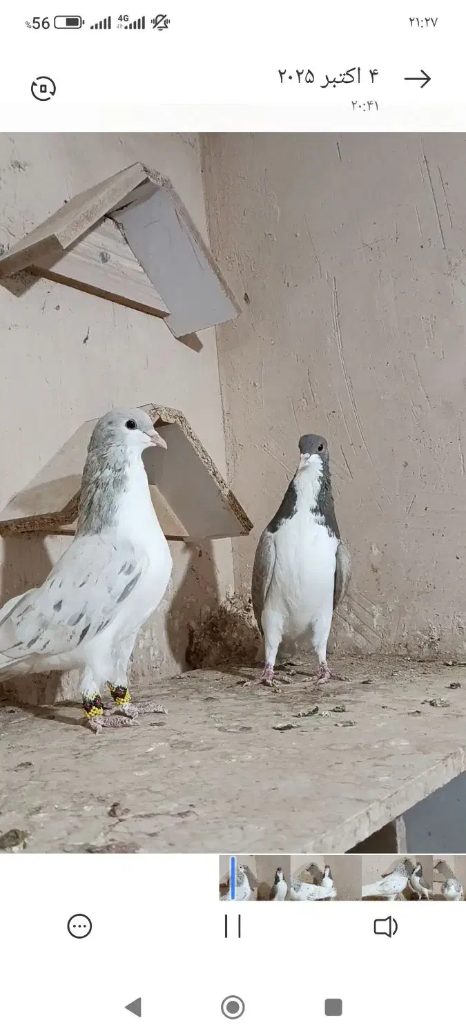 ساده عودی هفترنگ|پرنده|تایباد, |دیوار