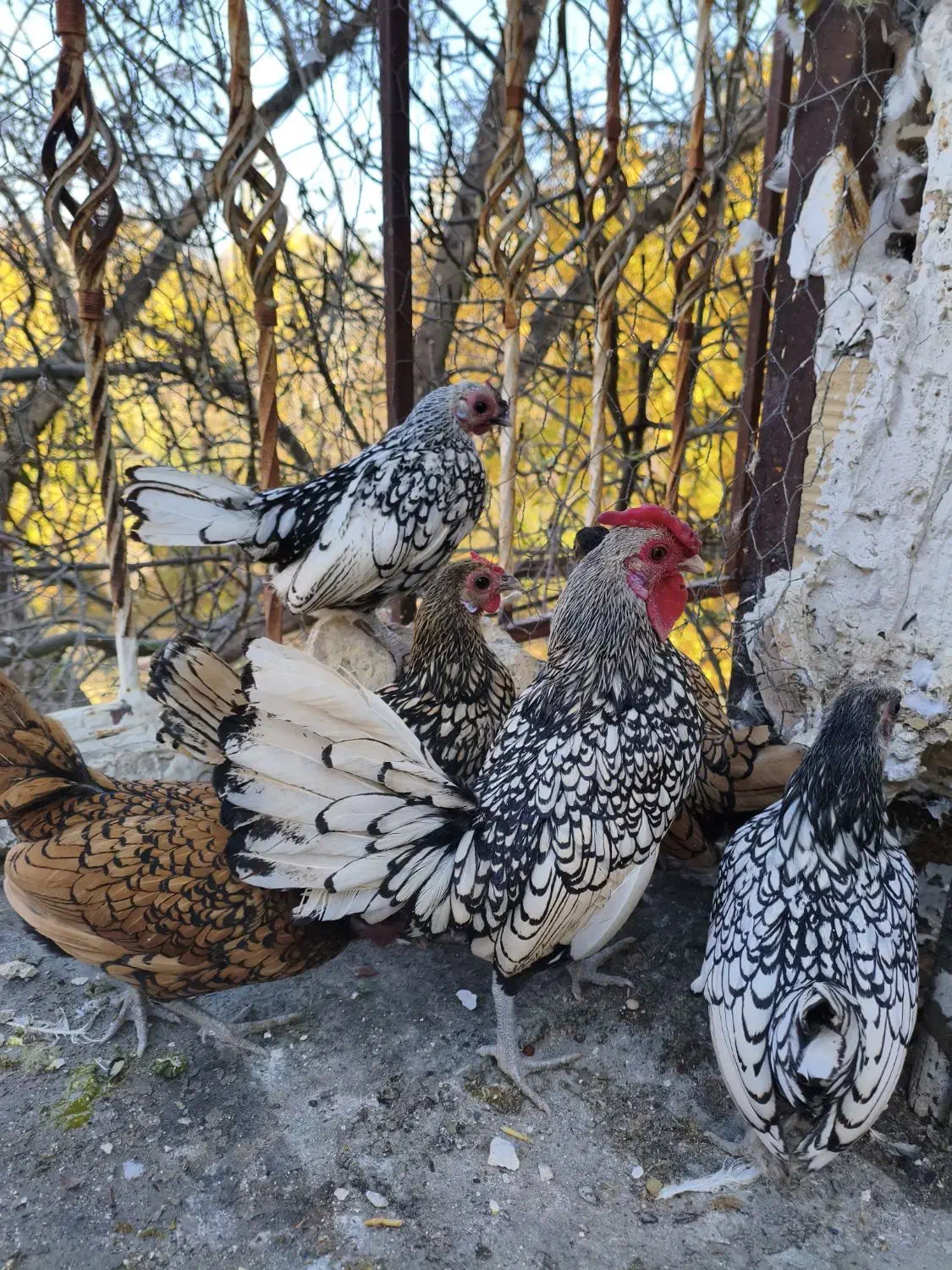 سیبرایت|حیوانات مزرعه|خوانسار, |دیوار