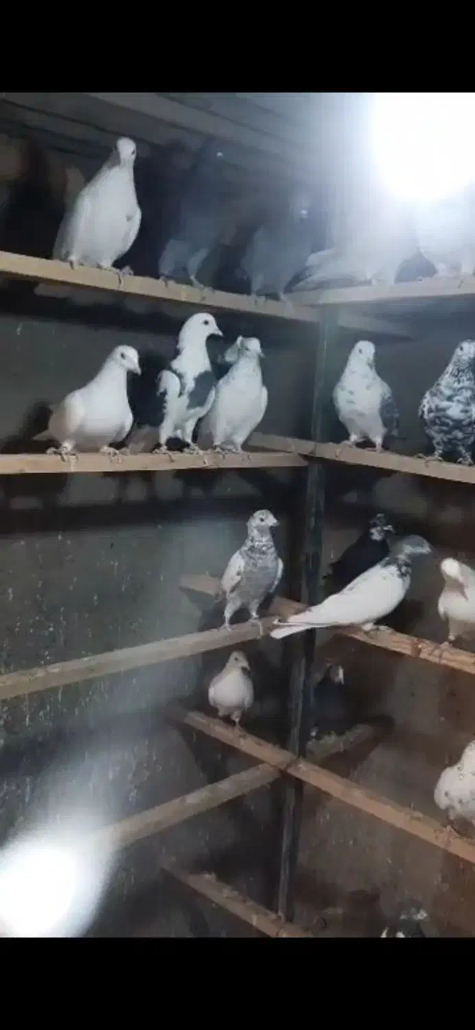 بارجدیدرسید|پرنده|کوهدشت, |دیوار