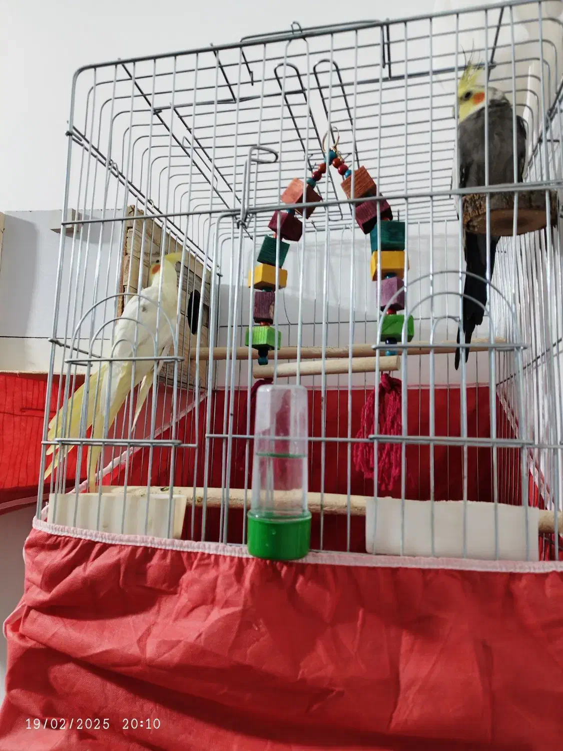 فروشی|پرنده|لالجین, |دیوار