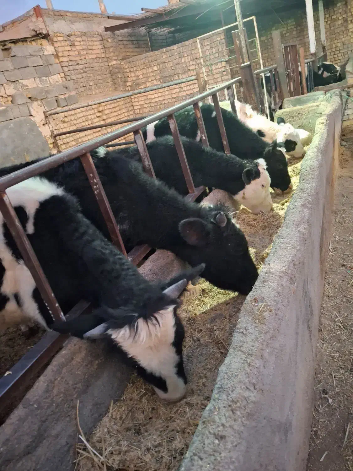 گوساله نر|حیوانات مزرعه|جعفرآباد, |دیوار