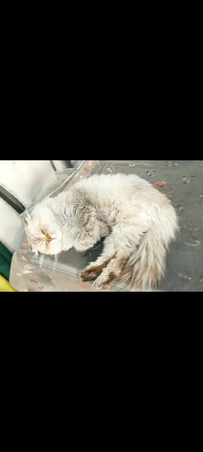 گربه نژاد دار|گربه|شهریار, شهریار|دیوار