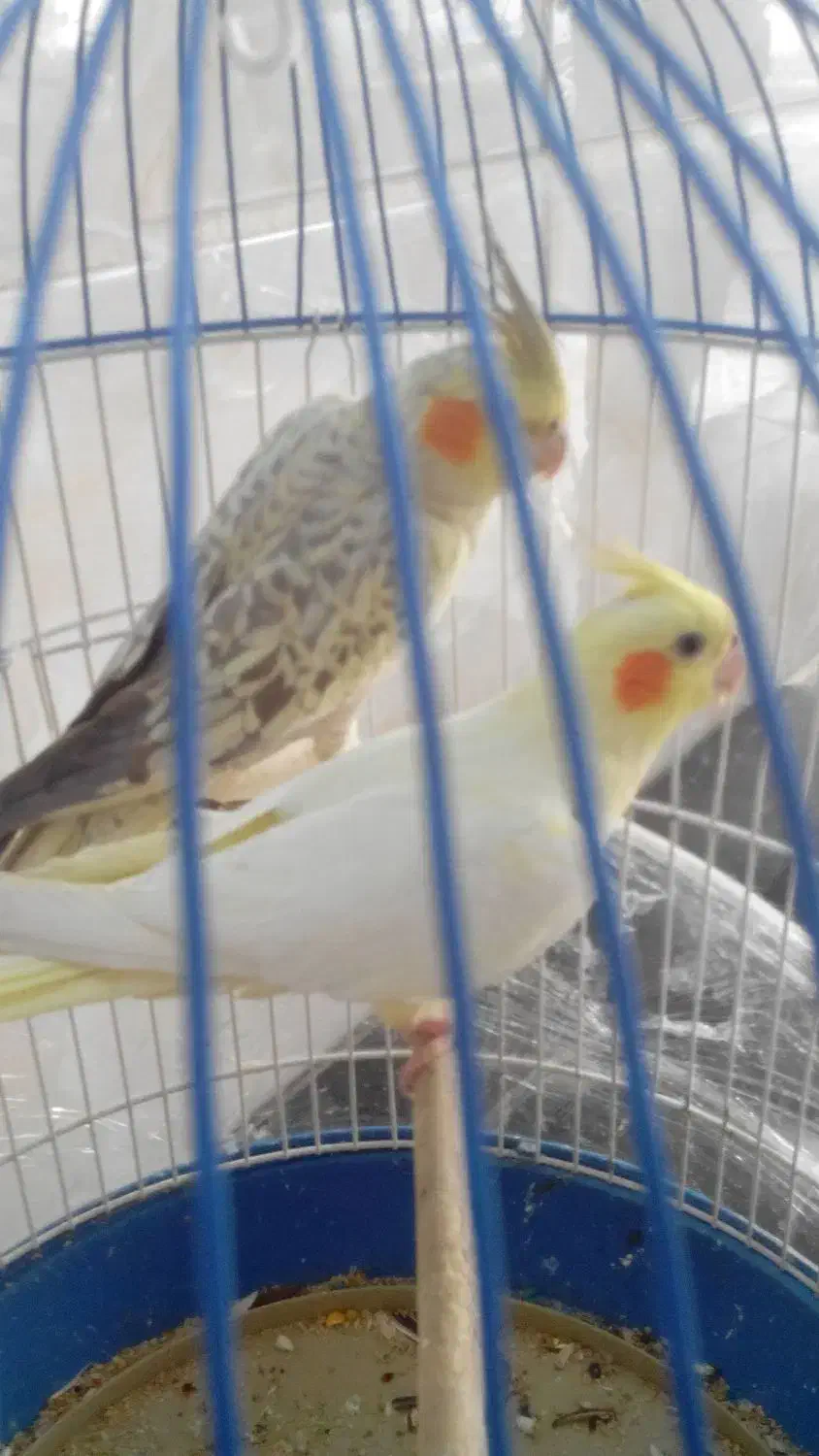 عروس هلندی فردیس|پرنده|فردیس, سرحدی|دیوار