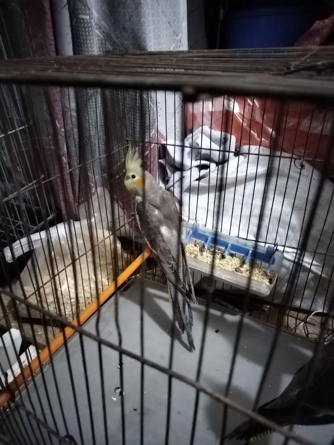 عروس هلندی جوجه|پرنده|اراک, |دیوار