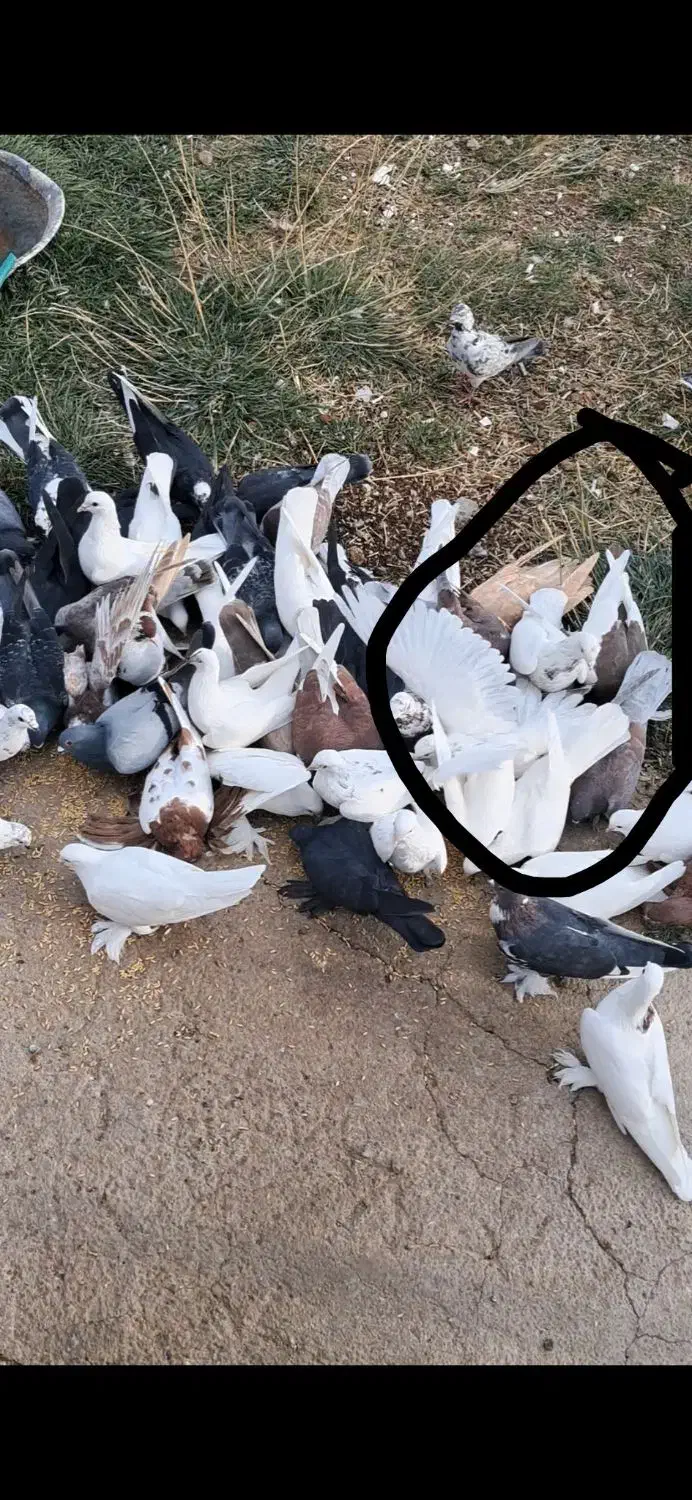 کبوتر|پرنده|اهر, |دیوار