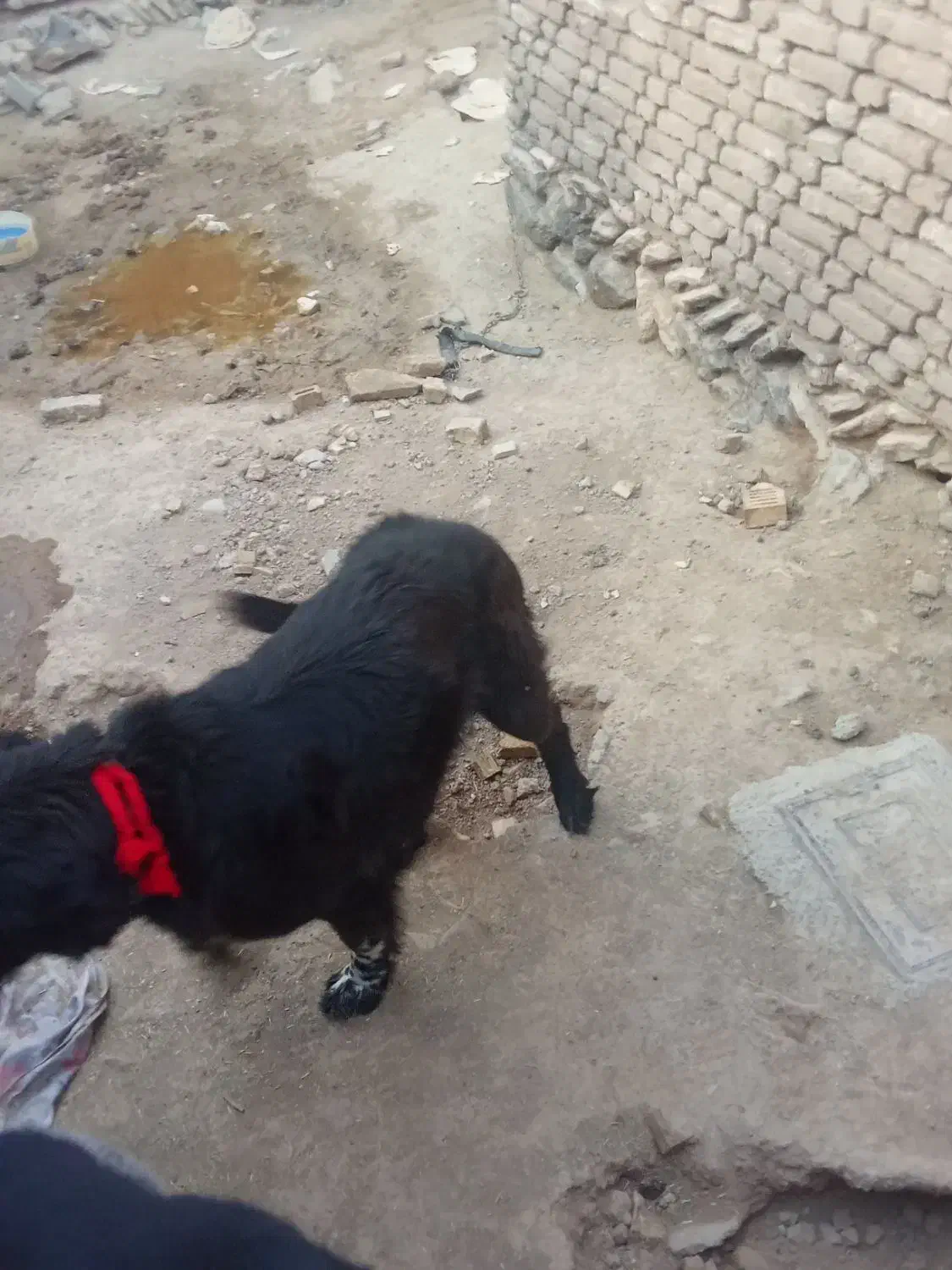 لاس|سگ|بروجن, |دیوار