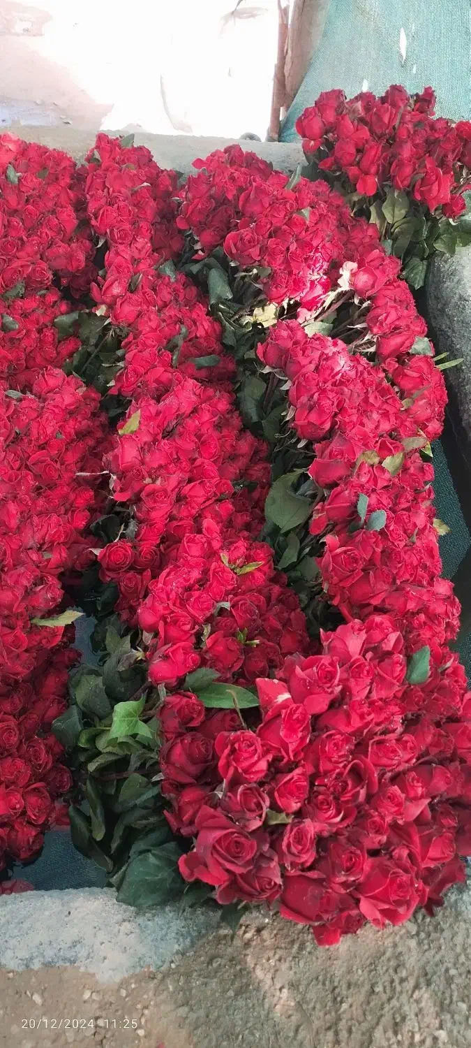 فلور و غیره|گل و گیاه طبیعی|بوئین زهرا, |دیوار