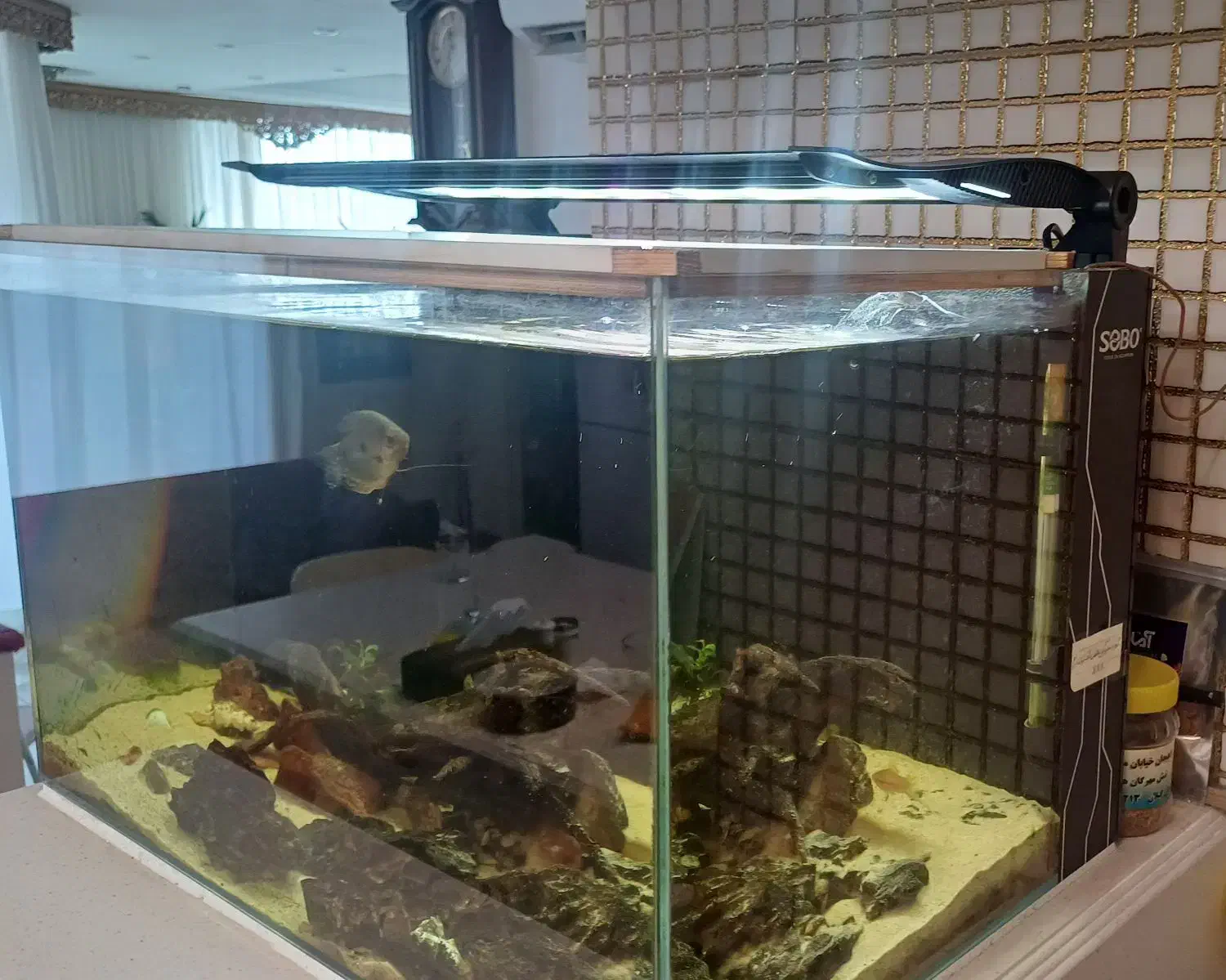 آکواریوم با تمام لوازم|لوازم جانبی حیوانات|رشت, جانبازان|دیوار