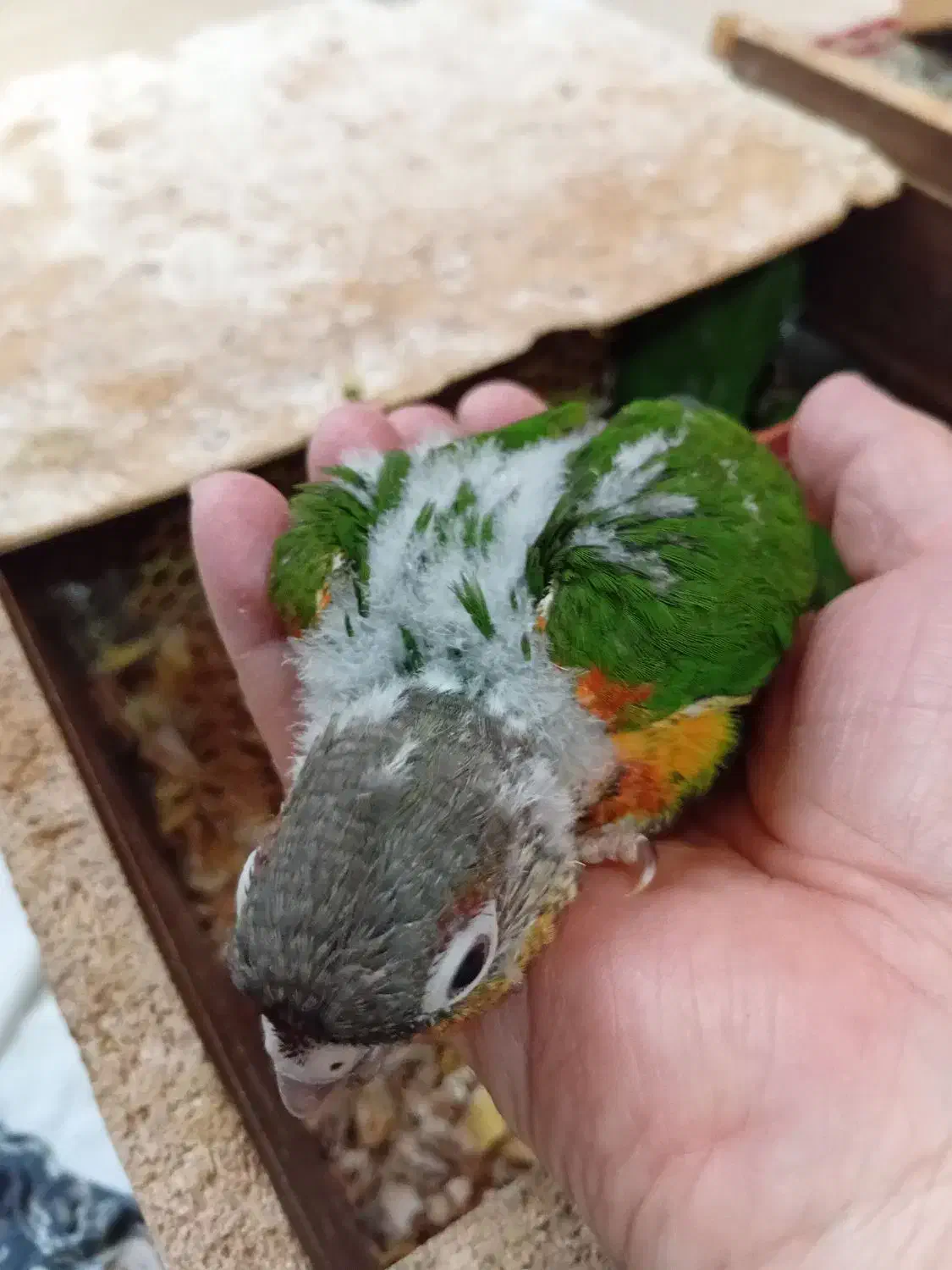 فروش جوجه گرینچیک|پرنده|کرمان, |دیوار