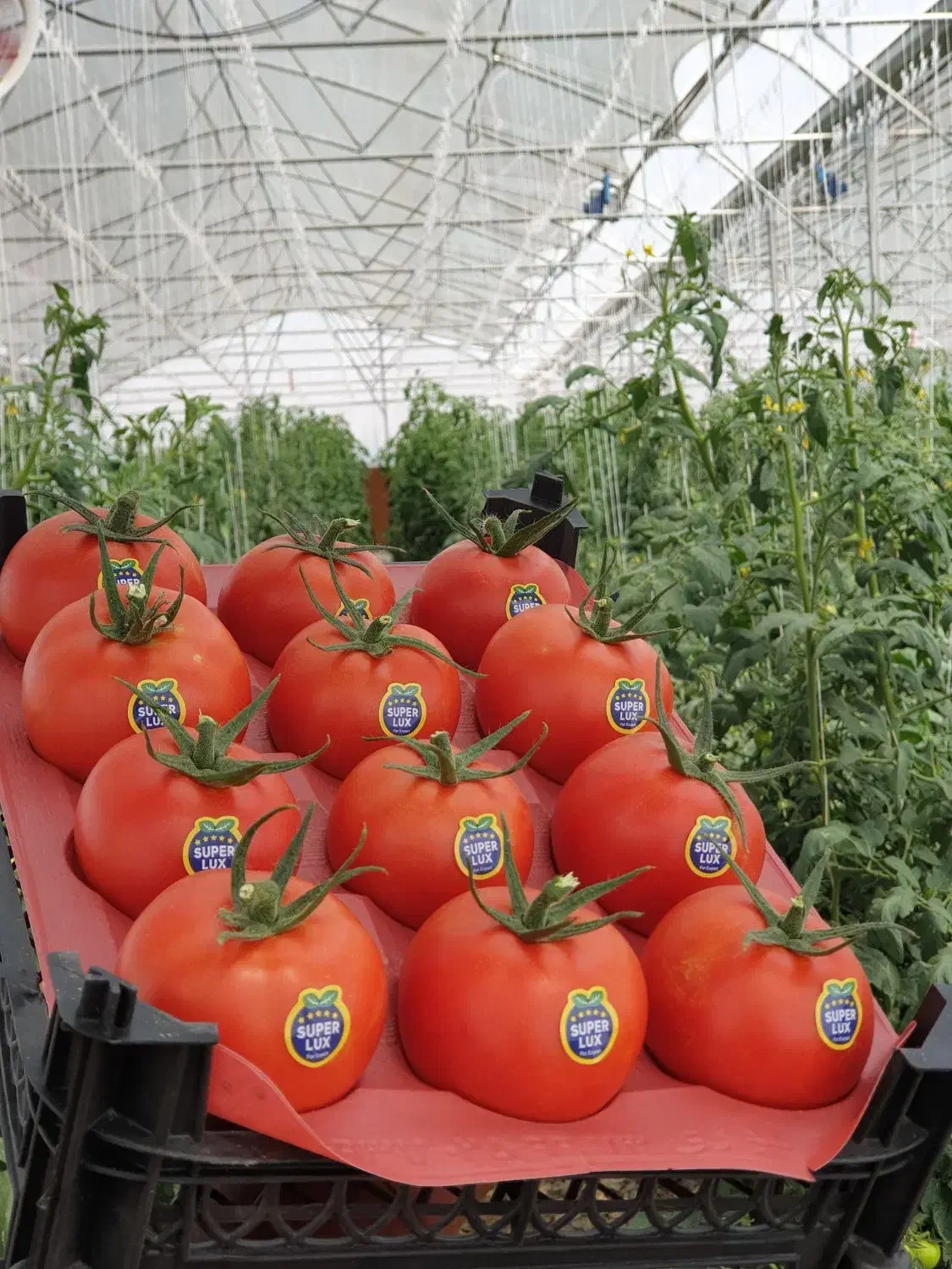 گلخانه ۱۸۶۴۶متر واقع در مرند قابل معاوضه|فروش دفتر صنعتی، کشاورزی، تجاری|مرند, |دیوار