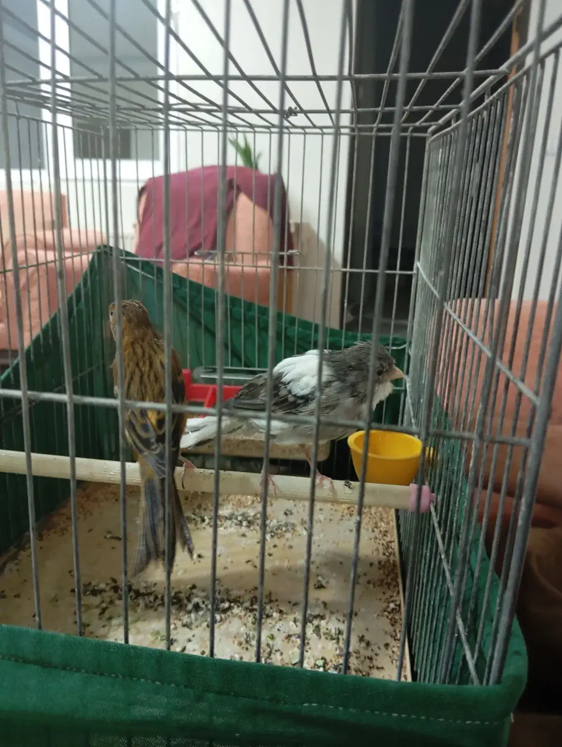 قناری|پرنده|کهریزک, |دیوار