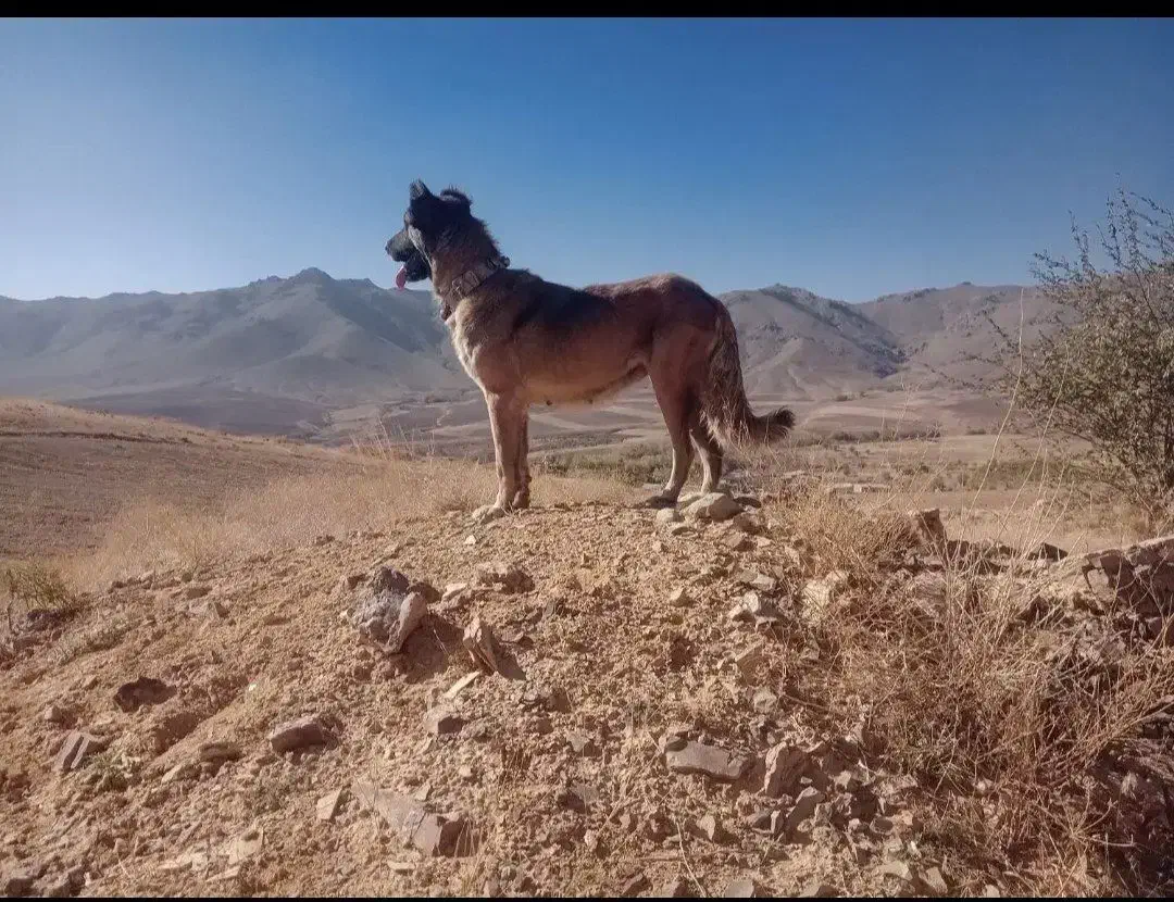 سگ ماده|سگ|آوج, |دیوار