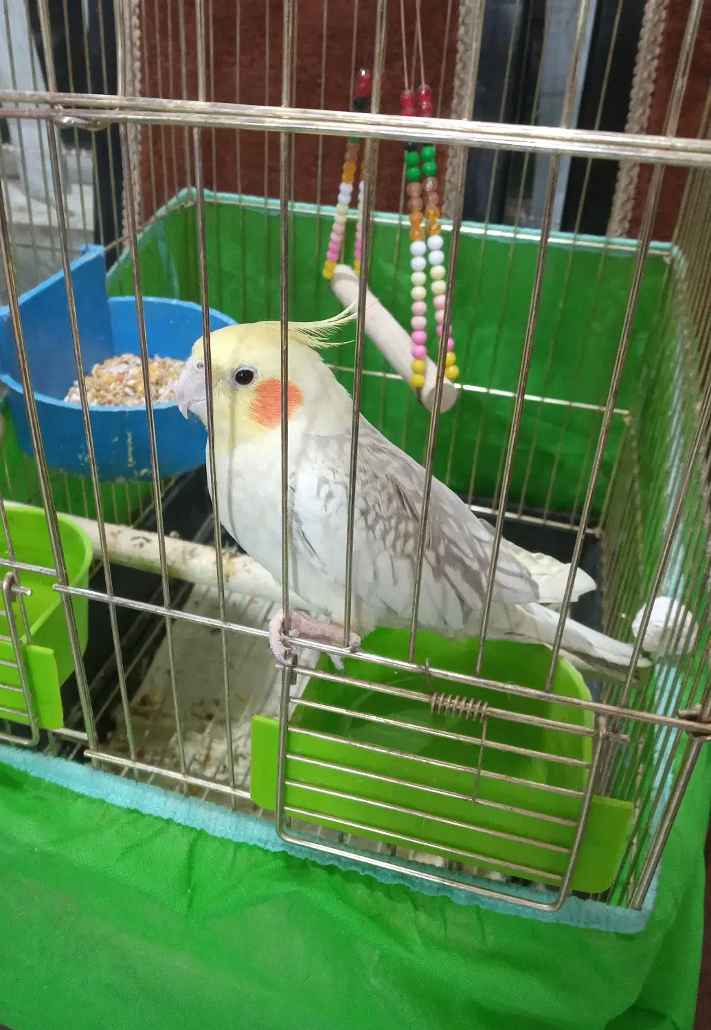 پرنده|پرنده|تهران, امام زاده عبدالله|دیوار