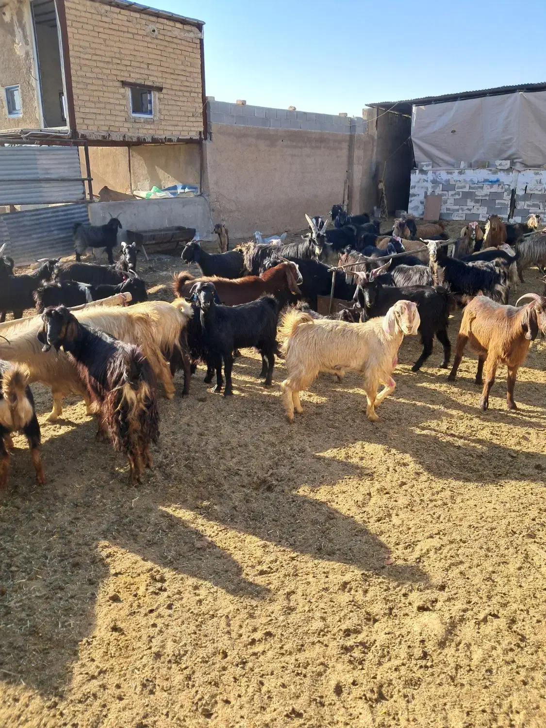 ۴۶راس گیسه بز کهره پازن|حیوانات مزرعه|مرودشت, تخت جمشید|دیوار