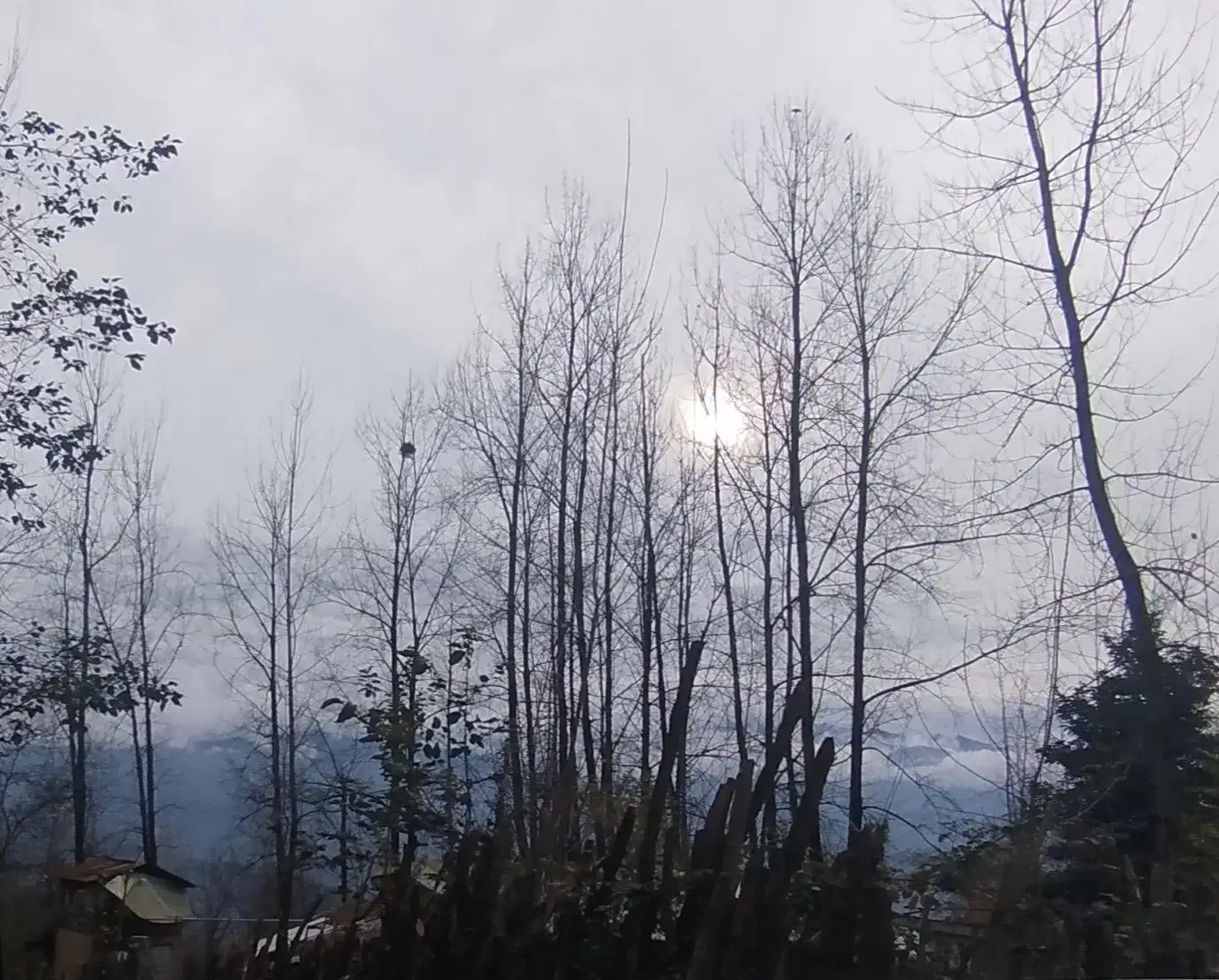 زمین|فروش زمین و ملک کلنگی|شیرگاه, |دیوار