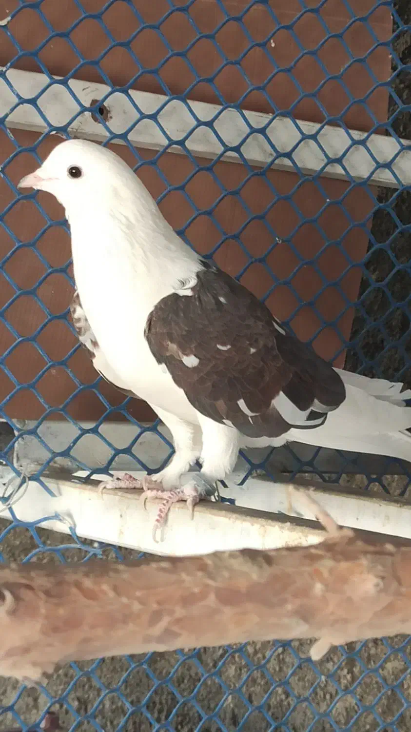 کفترفروشی|پرنده|شاهرود, |دیوار