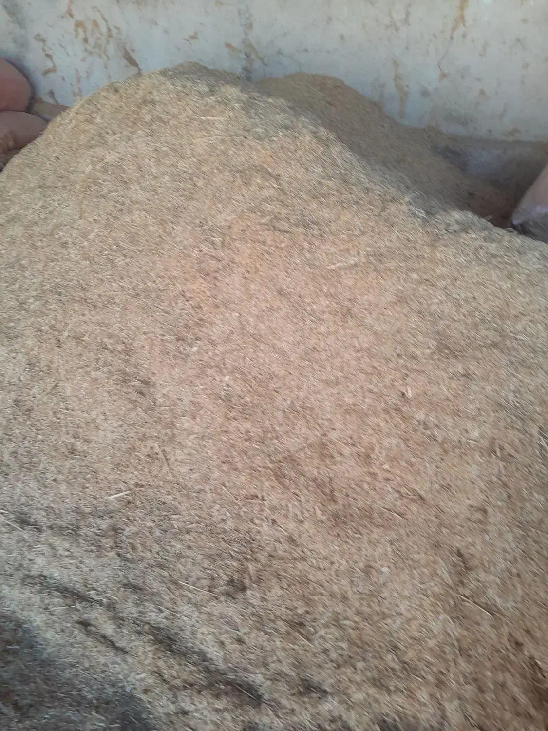 کاه مرغوب|لوازم جانبی حیوانات|کازرون, |دیوار