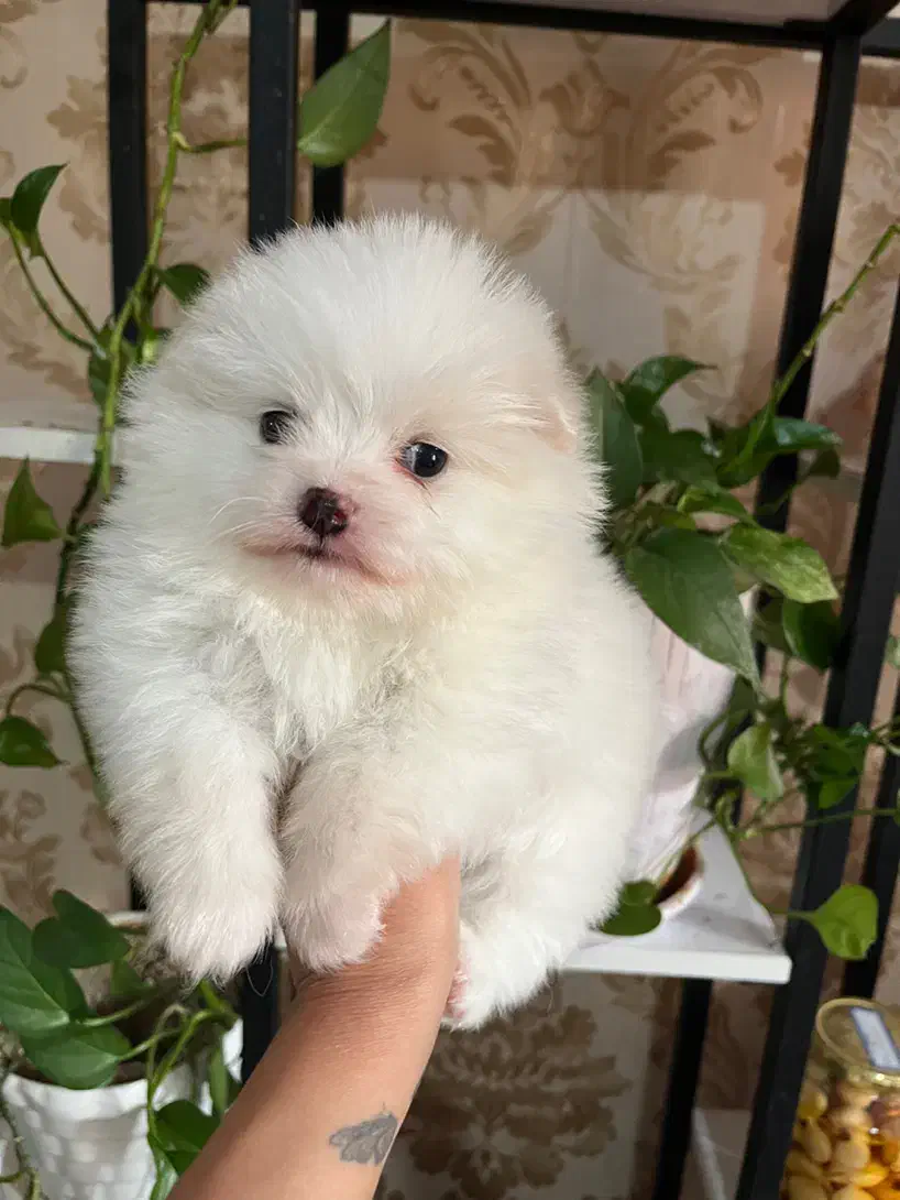 پامر خرسی ماده فنجونی تیکاپ تیکاپ|سگ|تهران, زعفرانیه|دیوار