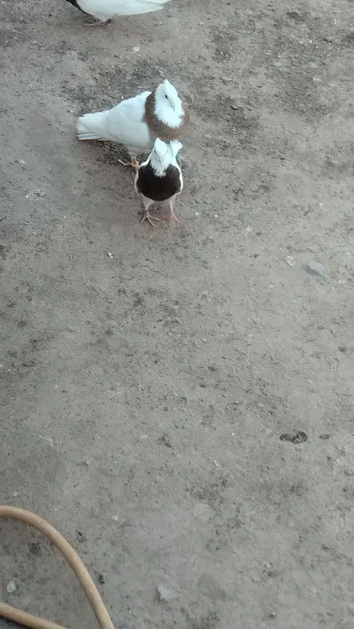 کفترطوقی‌ذات‌هفرنگ‌|پرنده|شامکان, |دیوار